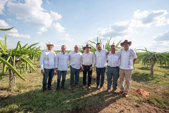Yucatán lidera con la pitahaya más grande de México
