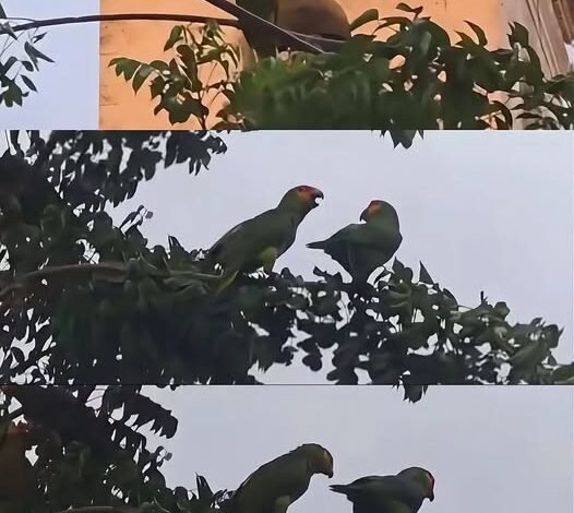 Cuando cae la tarde, el centro de Mérida tiene nuevos habitantes