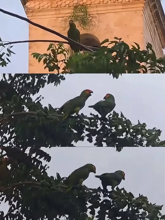 Cuando cae la tarde, el centro de Mérida tiene nuevos habitantes